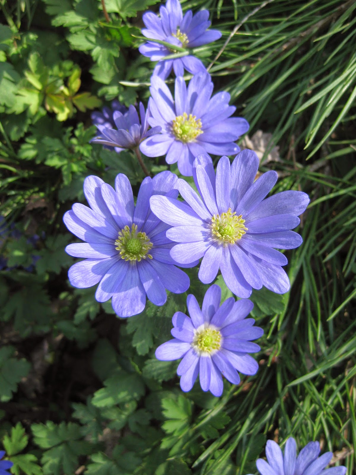 Windflowers (Anemone blanda) Rotary Botanical Gardens