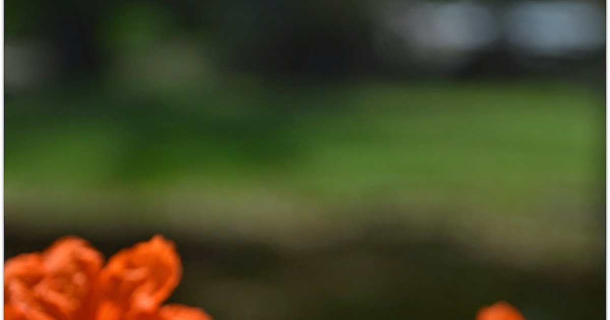 5 Amazing Skin & Hair Benefits, Uses of Rice Flour wildturmeric