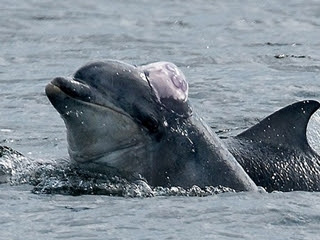 英海豚 也戴水母帽