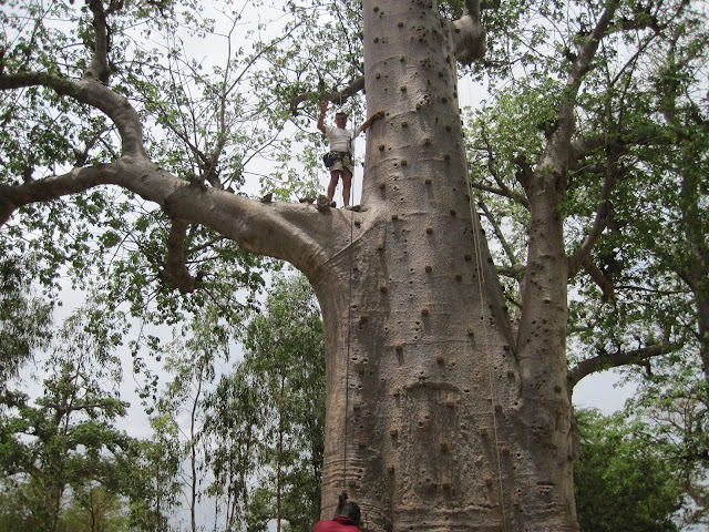 Accrobaobab Adventure (Senegal)