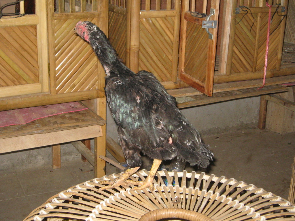 Kandang Mahkota Sentra Ayam Bangkok Berkualitas, Hub 081322693111