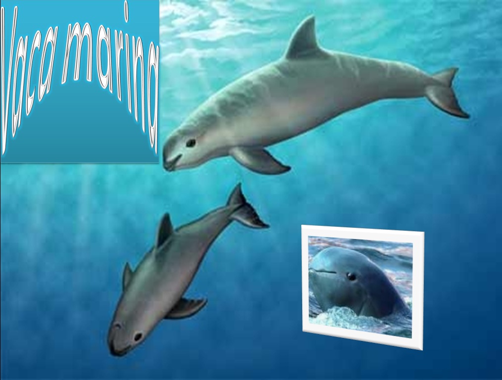 Bioquimbf VACA MARINA / ANTONIO E. HERNÁNDEZ REBOLLEDO