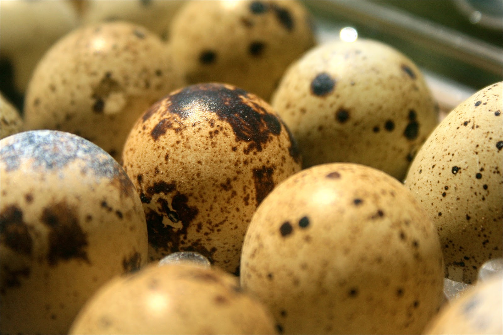 Johnny's Kitchen Quails Eggs