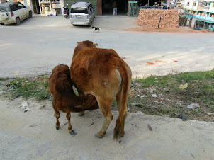 A Cow with its calf  in Hapoli Town in Ziro valley.