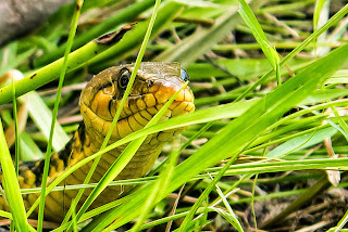save snakes,yallow snakes,snakes hd image,hd pictures for snake