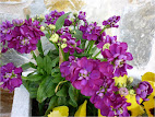 Matthiola incana