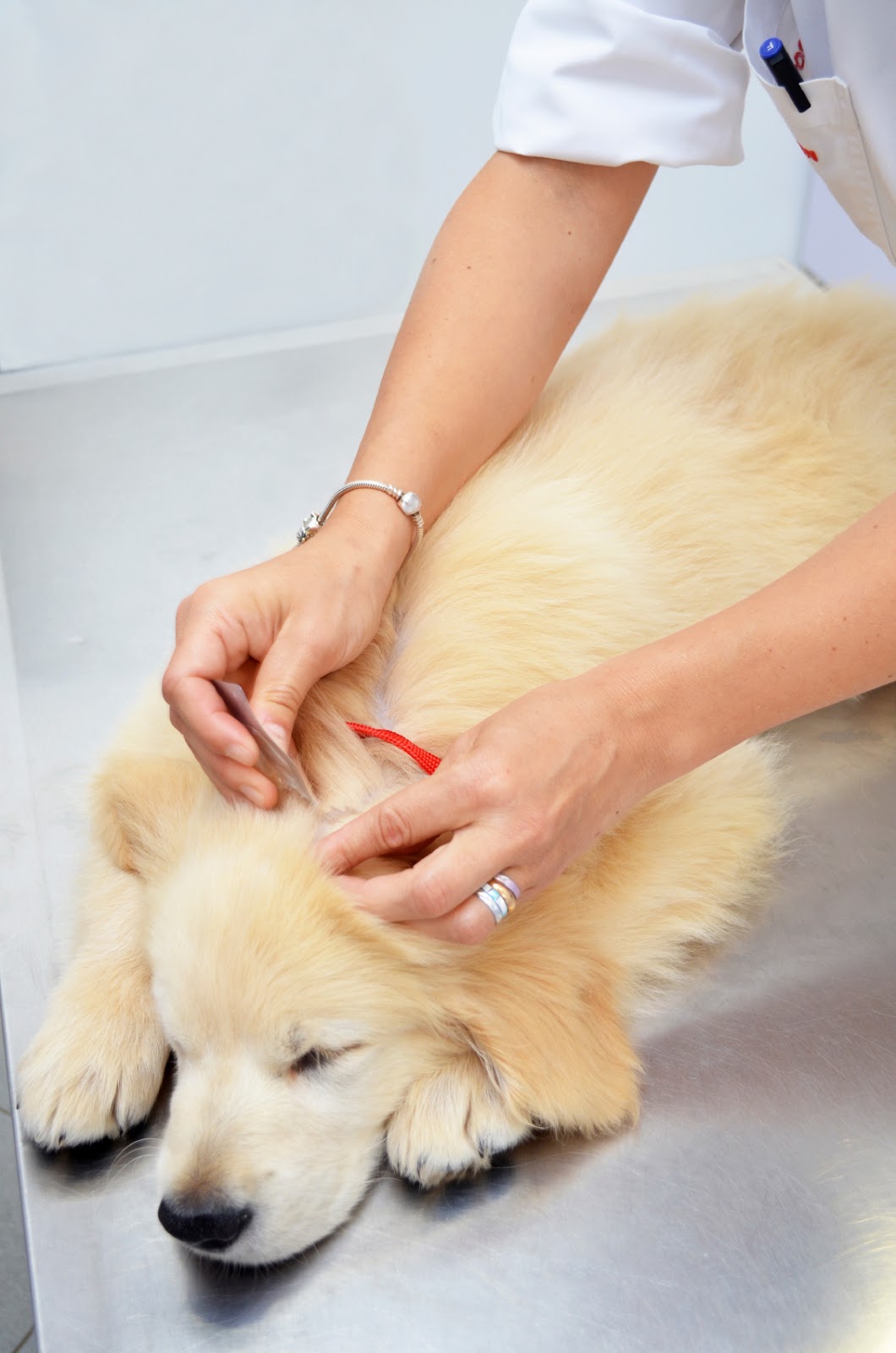 How to Safely Remove Ticks Bregman Vet Group