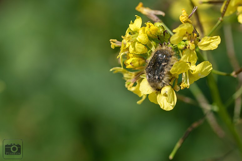 Diplotaxis virgata (III) Antonio J. Pizarro