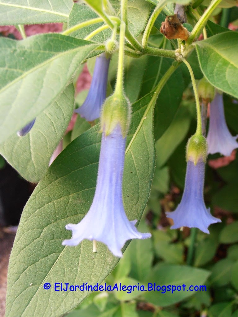 Iochroma Australis-Azul Brugmansia Hardy arbusto En Pote De 9cm