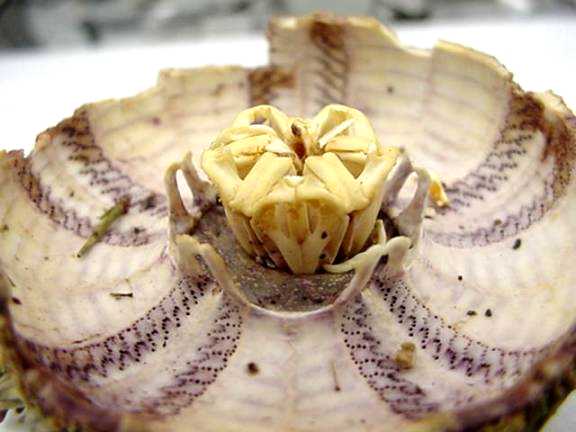 The Echinoblog: What (and How) do Sea Urchins Eat? Sea Urchin Feeding