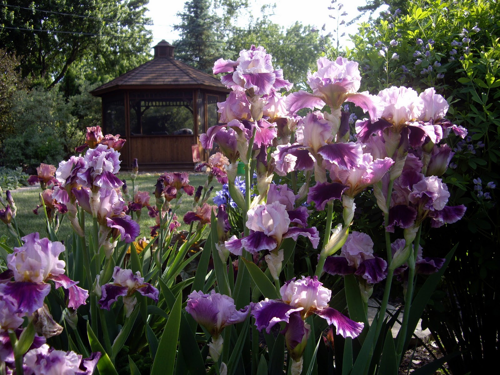 World of Irises Mass Plantings for a Breathtaking Display