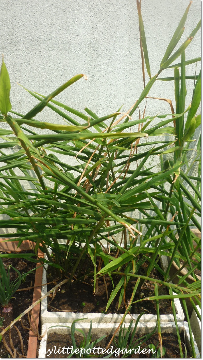 ginger plant potted garden quite growing couple months ago well