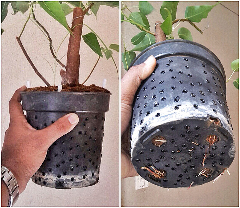 Instant - Bonsai - For - Everyone: Bonsai Pots & Air Pruning Of Roots