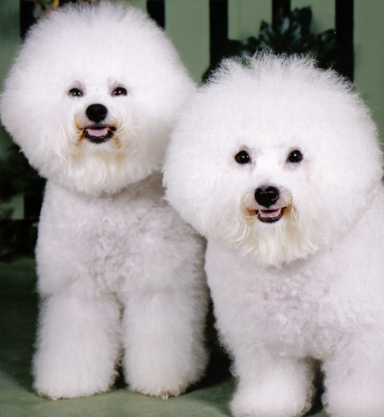 Bichon Dog Pictures