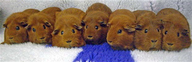 ginger-guinea-pigs.jpg
