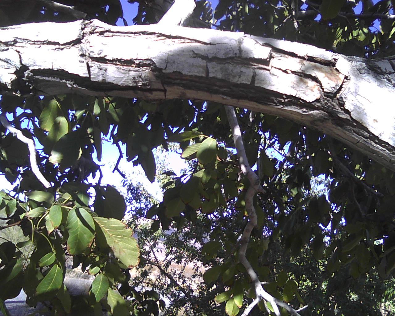 Xtremehorticulture of the Desert Walnut Husk Rotting with Worms