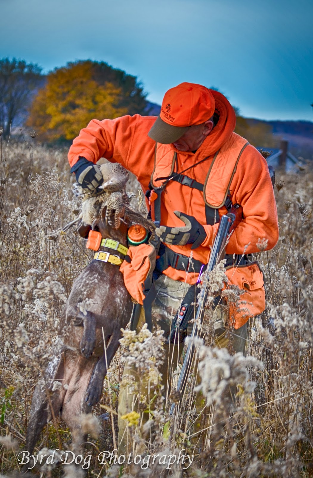 Adventures of a GSP Hunting Dog First Pheasant Hunt of the Season!
