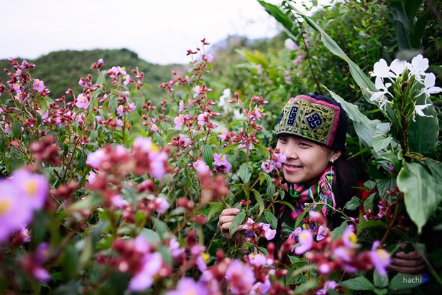 [Image: hoa-mua-tim-ngat-troi-tay-bac-1.jpg]