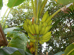 our bananas