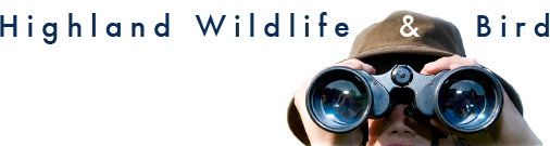 Highland Wildlife and Birdwatch Safaris, Guided wildlife excursions, Aviemore, Scotland