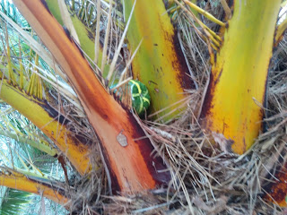 Green geocache container nestled in the fronds of a palm tree.
