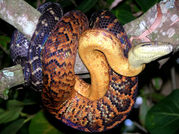 Knowing About the Jamaican Boa Exploring Jamaica
