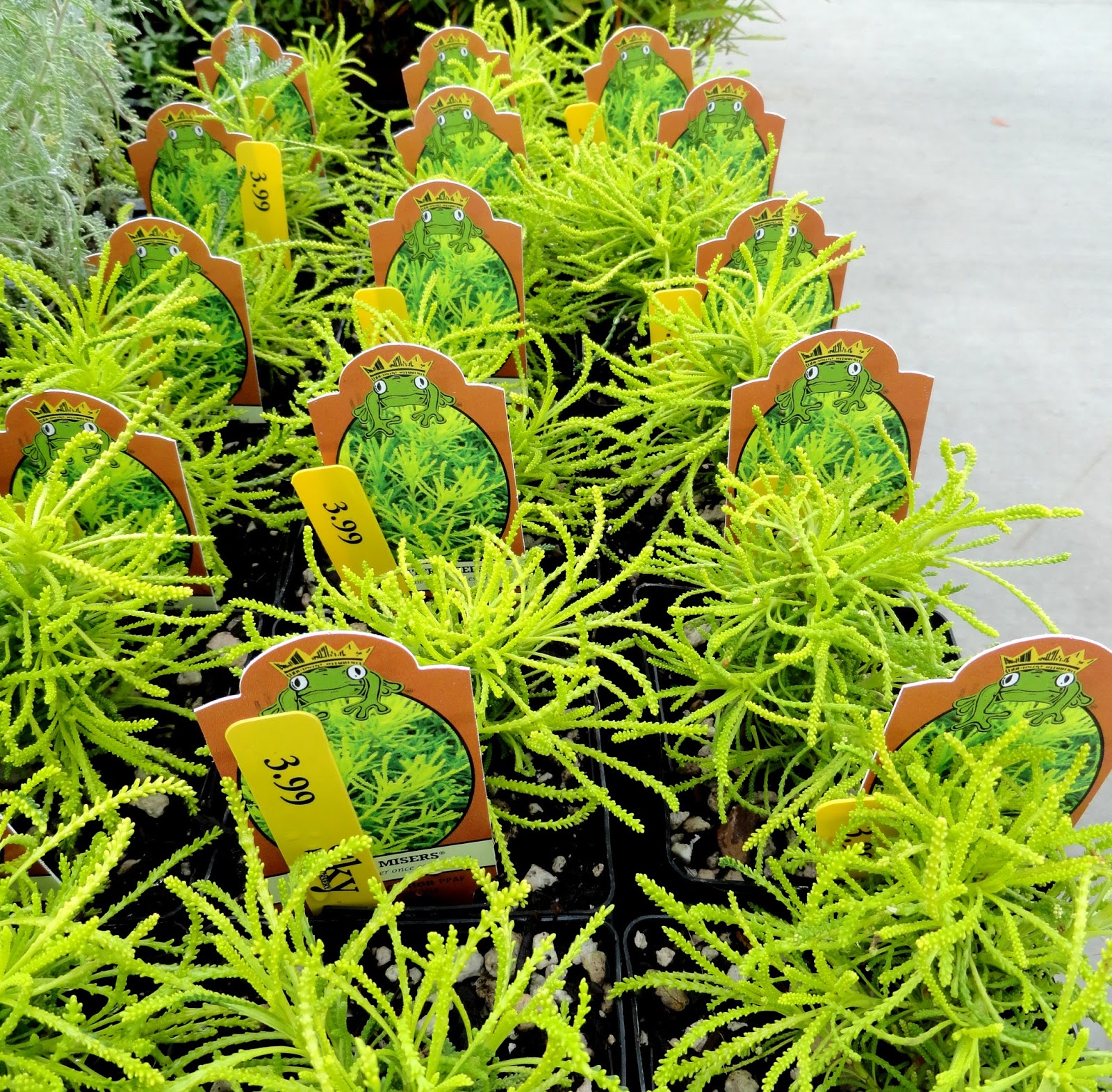 Sky Nursery Facebook at Walter McElhannon blog