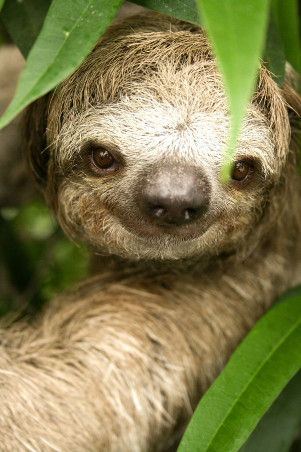 theKONGBLOG™ World's Cutest Animals Sloth