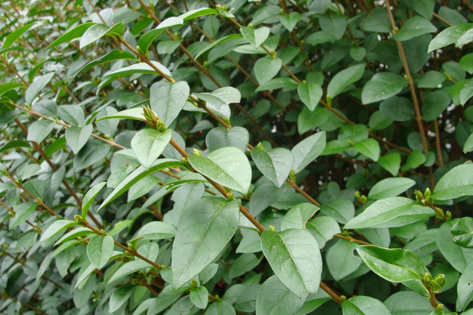 Plant Blog Natalia Kaminska February 2014