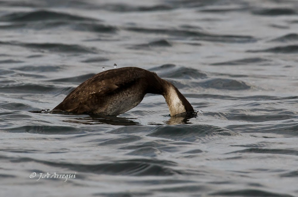 Negrón común, Melanitta nigra, Common Scoter Negrón común, Melanitta nigra, Common Scoter