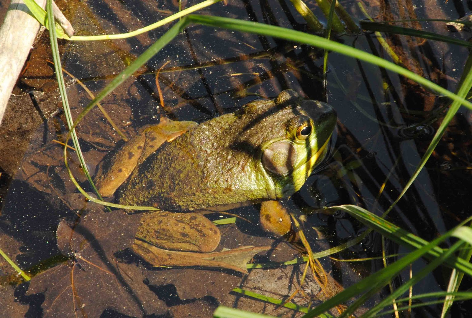 Seasons in the Valley + Furry Gnome's Adventures Frogs in the Wetland