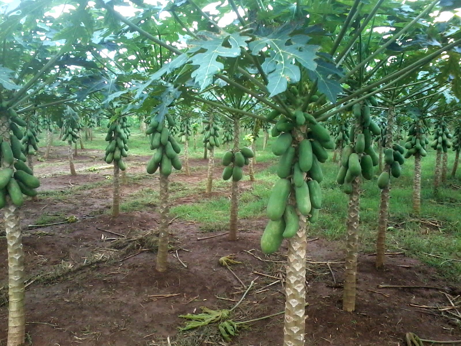 Pepaya California: Kebun Pepaya California