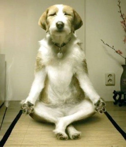 Funny+Dog+Meditation.jpg