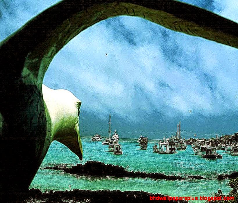 Free Albatross Wallpaper Animals Town Free Albatross Wallpaper Animals Town