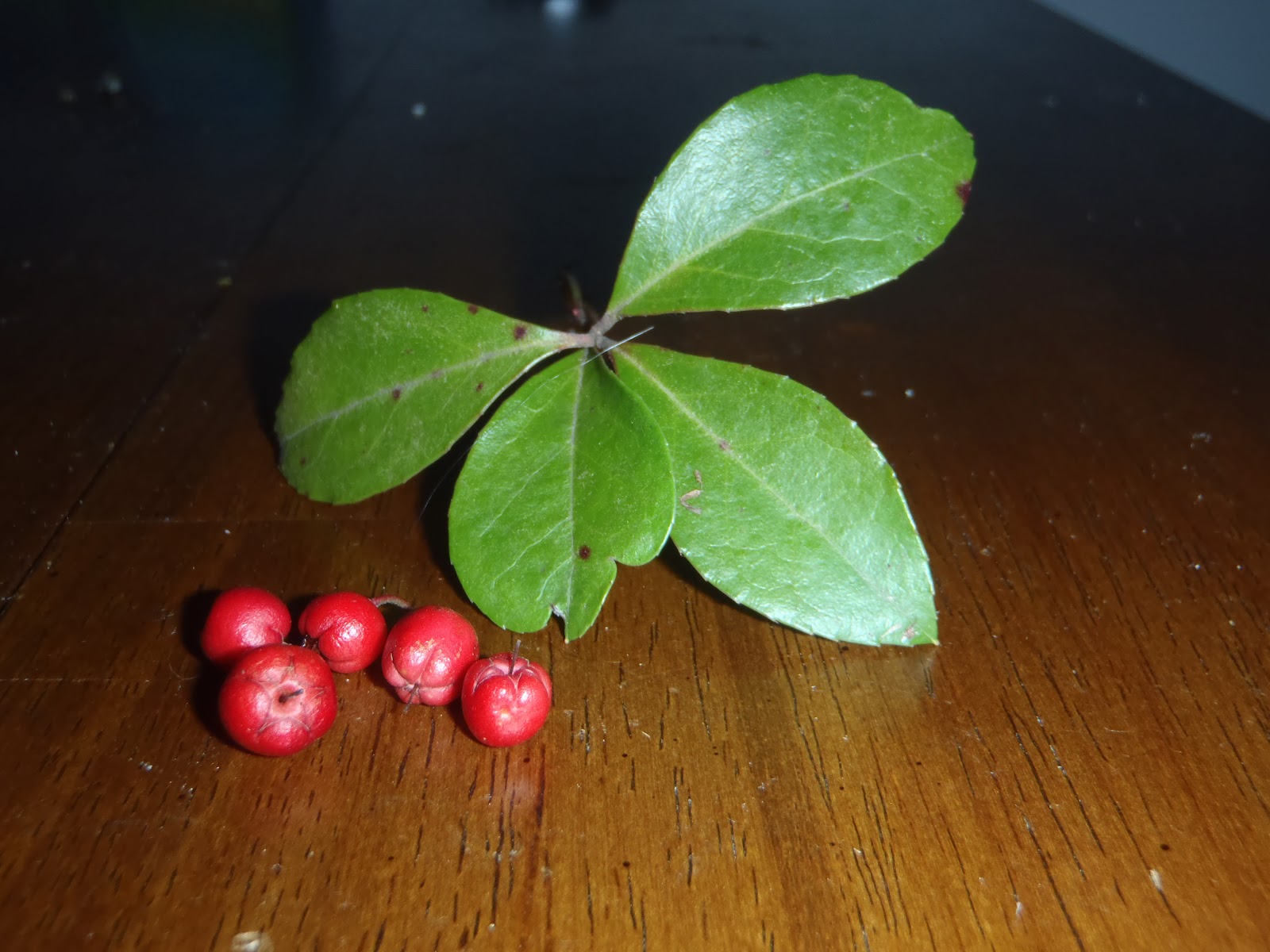 Beer, Banjos, Boats, and Biology: Teaberry: American Wintergreen