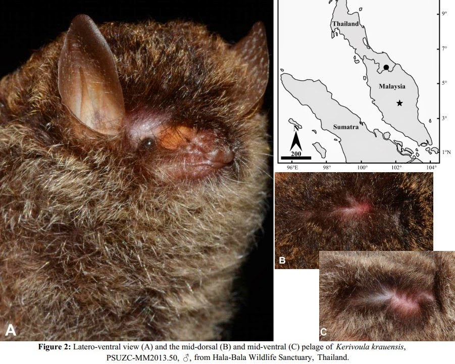 Species New to Science [Mammalogy • 2014] ค้างคาวยอดกล้วยหลังสีทอง
