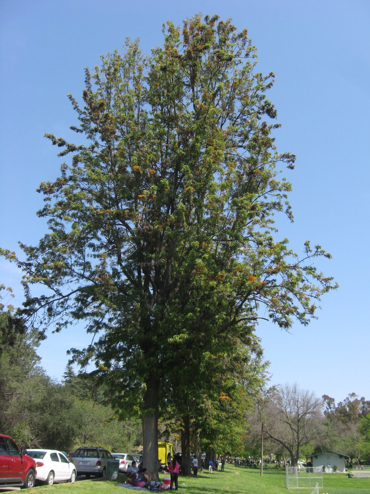 sb Grevillea robusta