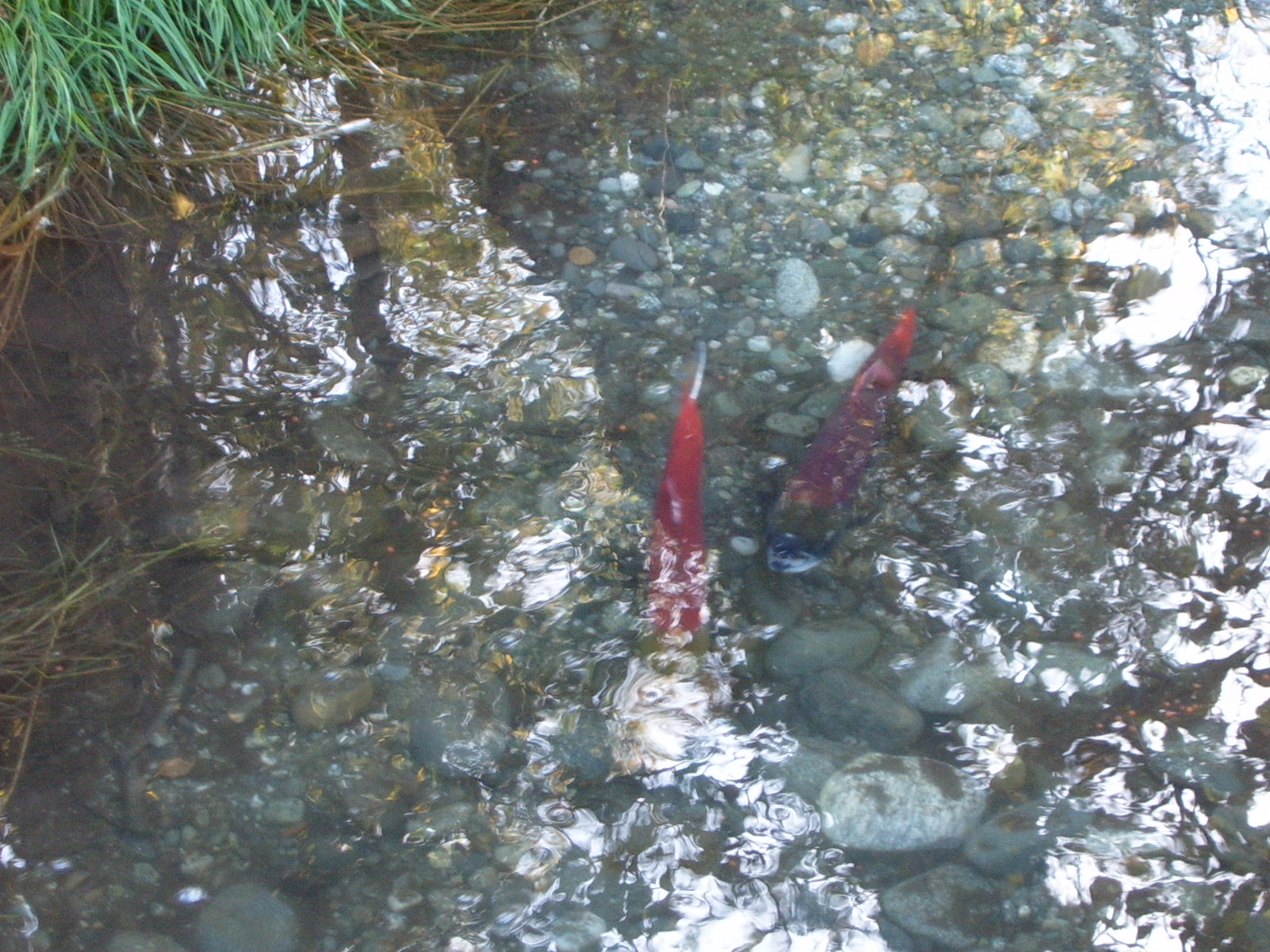 House For Sale MatSu Valley Alaska