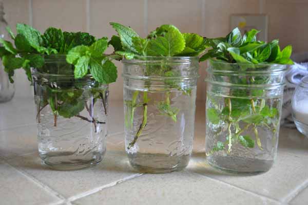 The Rainforest Garden Turn A Shower Caddy Into A Vertical Garden