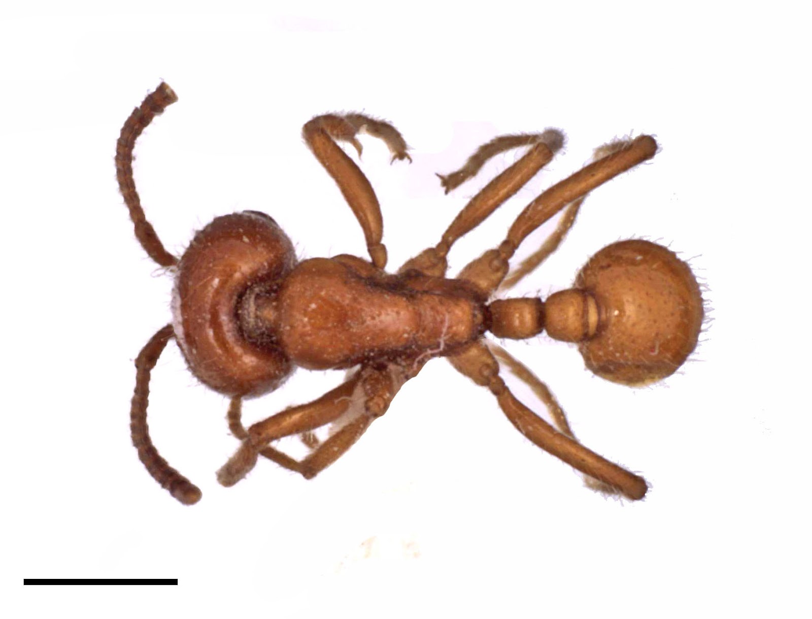 ARTHROPODA MEXICANA Labidus coecus (Latreille)