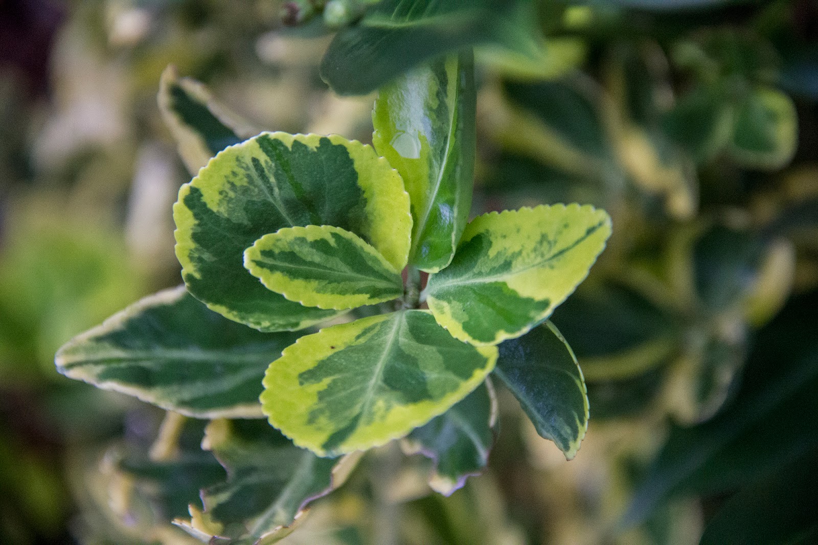 Phyto Files Euonymus Fortunei Emerald N Gold Emerald N Gold