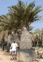 Palmeras Jubaea chilensis en los viveros de Barnaplant