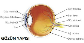 göz göz, gözün yapısı, gözün görevleri, beş duyu organı göz