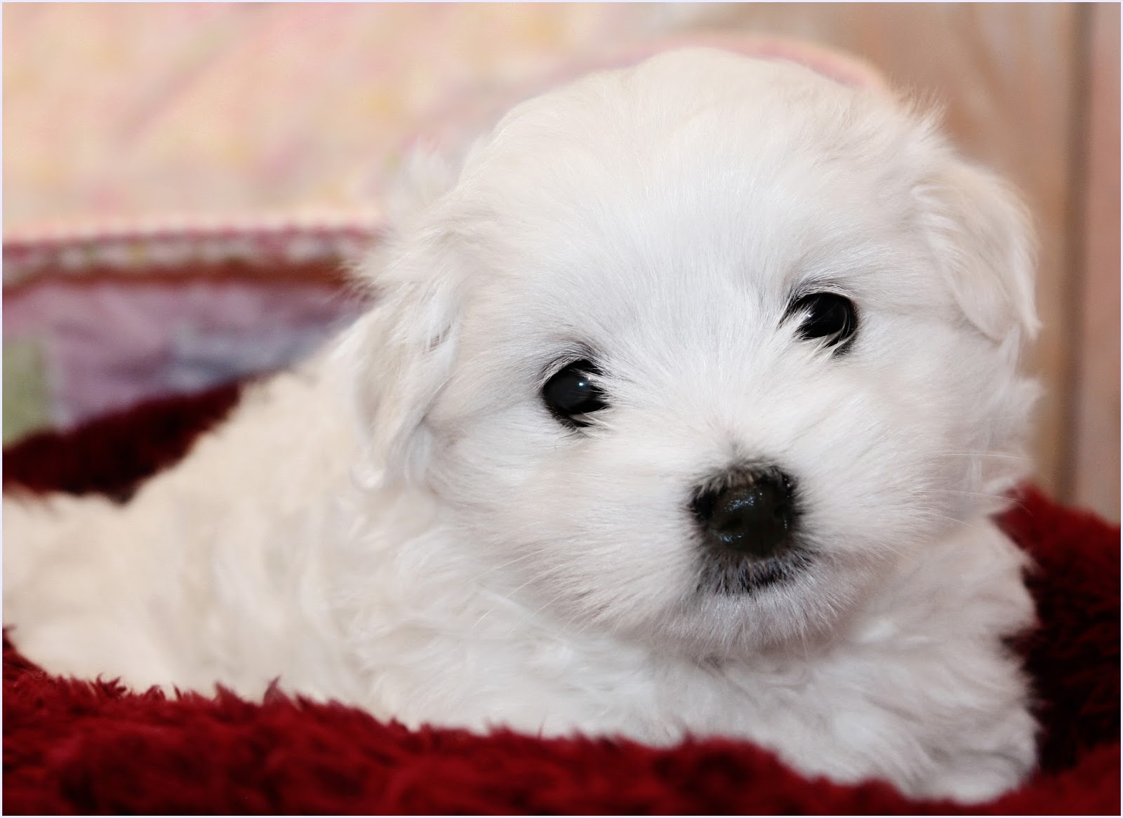 Simply Grand April 2014 Coton de Tulear puppies, Coton de Tulear