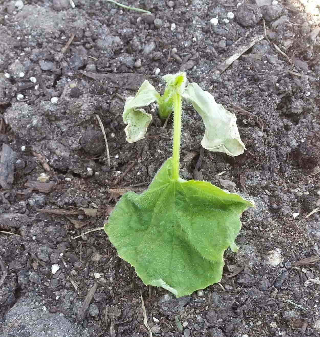 The Gardening Me End of Season Review Cucumbers