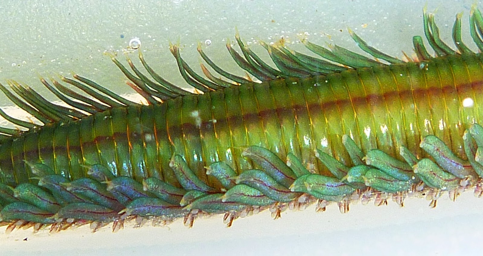 Buzz's Marine Life of Puget Sound: Aug 18, 2013