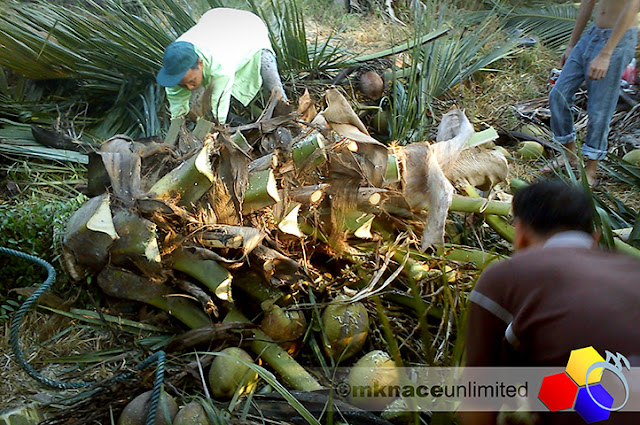 mknace unlimited | Tebang pokok kelapa