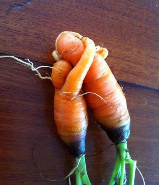 zanahorias 