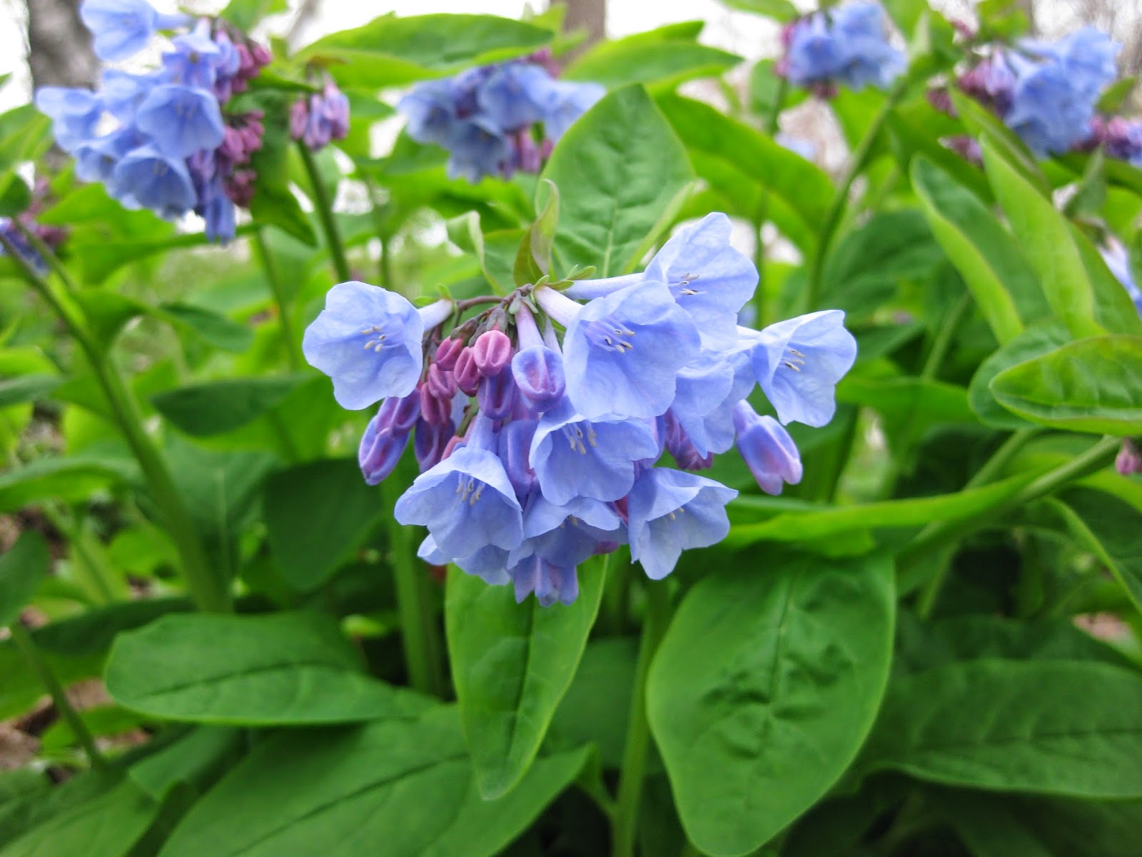 Everlasting Summer Hydrangeas Sun Valley