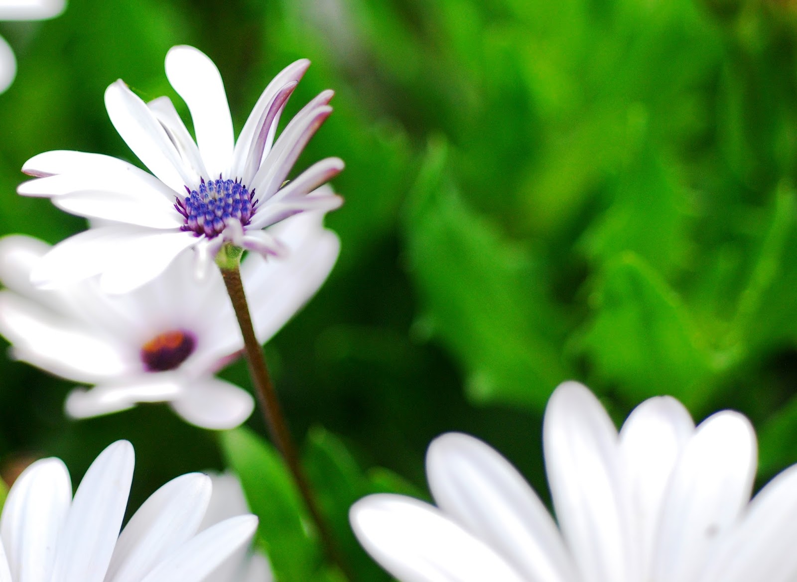 Dew Drops: Purple heals my blues